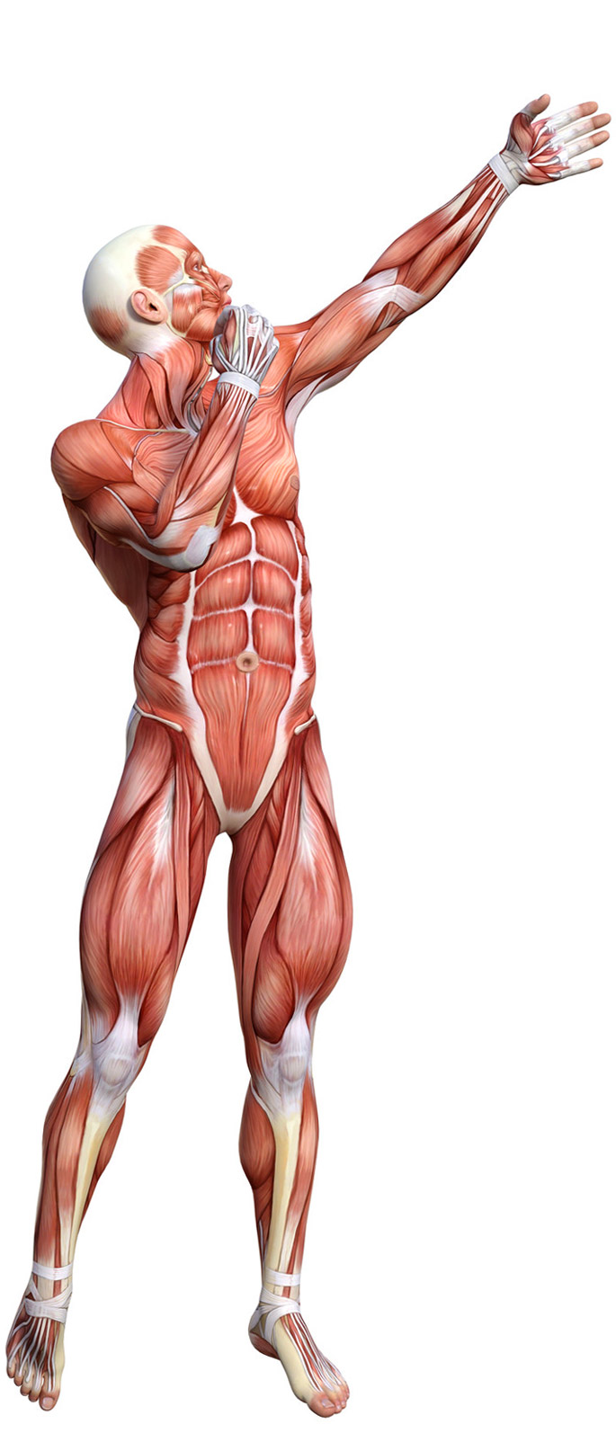 anatomisk krop2